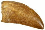Serrated, Carcharodontosaurus Tooth - Real Dinosaur Tooth #322048-1